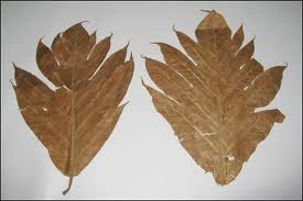 Lá sake+vỏ sầu riêng chữa bệnh gan Y Khoa Kim Minh