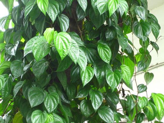 lá trầu tươi và nước dừa xiêm chữa bệnh gut