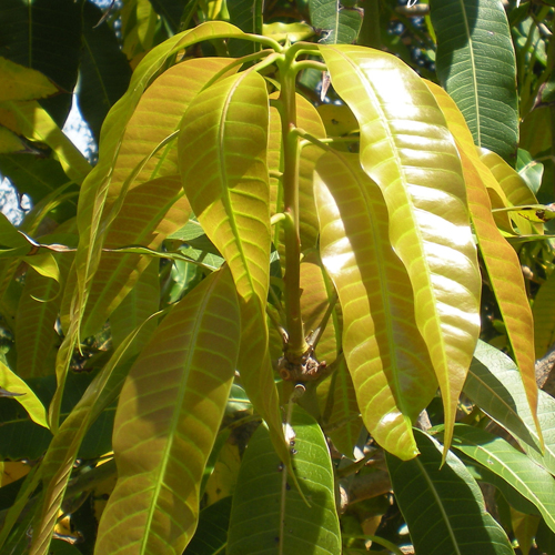 L&aacute; xo&agrave;i non chữa tiểu đường Y Khoa Kim Minh